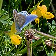 Common blue