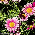 Pink and yellow