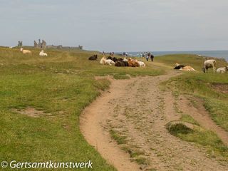 Castle and cattle