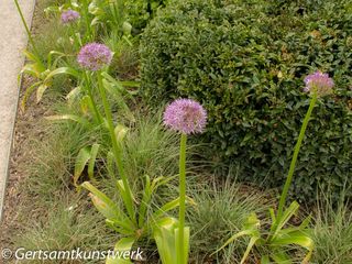 Alliums