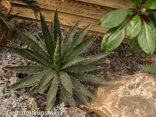 Agave