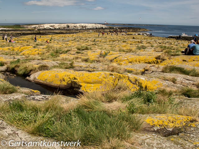 Lichen on staple island