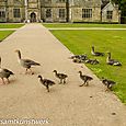 Geese and goslings