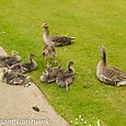 Goose family