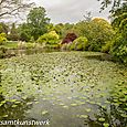 Lake and leaves