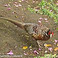 Pheasant again