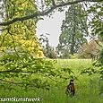 Pheasant in field