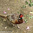 Pheasant