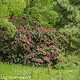 Pink rhododendrons