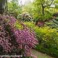 Rhododendrons and azaleas