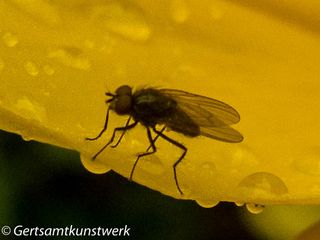 Fly on flower