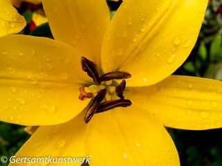 Stamen and raindrops