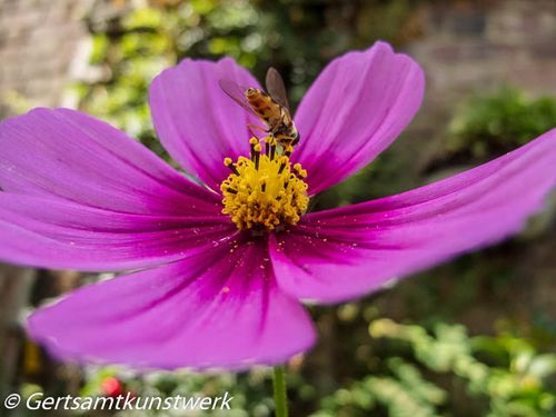 Pollinator and pollen