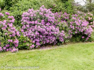 Purple rhododendron