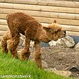 Brown alpaca