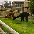 Enclosed alpacas