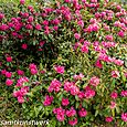 Pink rhododendrons