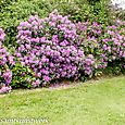 Purple rhododendron