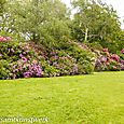 Rhododendrons