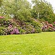 Rhododendrons