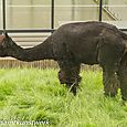 Smelly alpaca