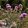 Thistles