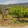 Orchard and church