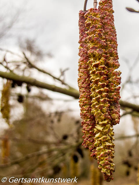 Catkin