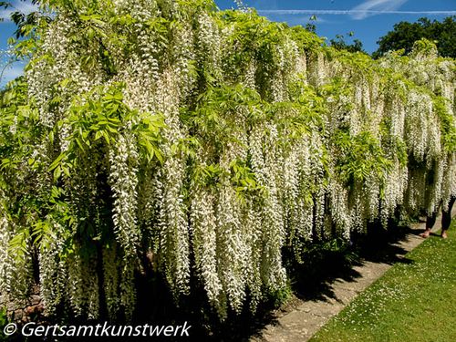 Wisteria