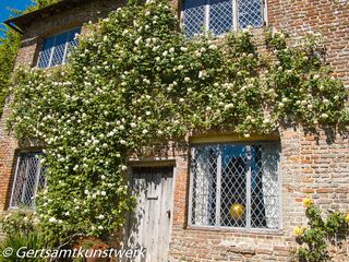 Climbing rose