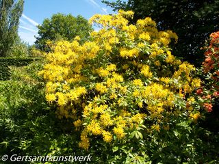 Yellow bush