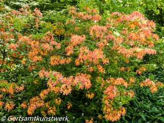 Rhododendrons