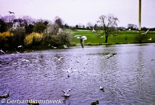 Birds on the lake