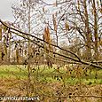 Catkins 