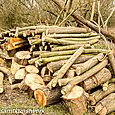 Woodpile