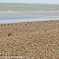 Pebbly beach