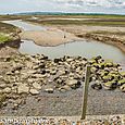 Salt marsh