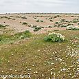 Sea kale