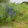 Wild flowers