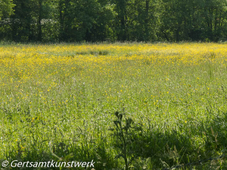 Flower meadow