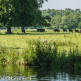 Cattle and geese