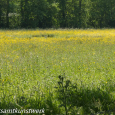 Flower meadow