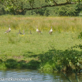 Geese in field