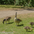 Goose family