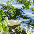 White duck