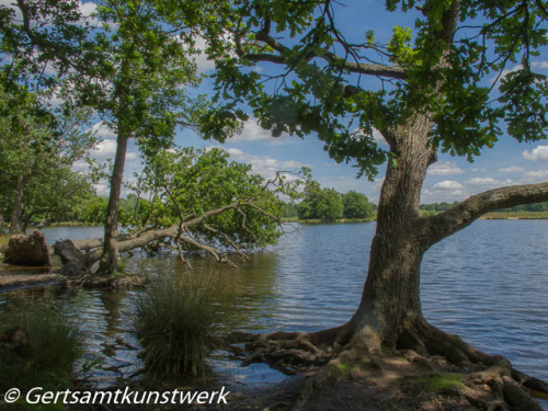 Fallen tree June