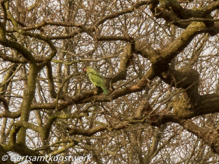 Parakeet March