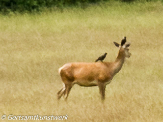 Birds on deer June