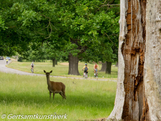 Deer and cyclists June