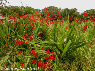 Red bells